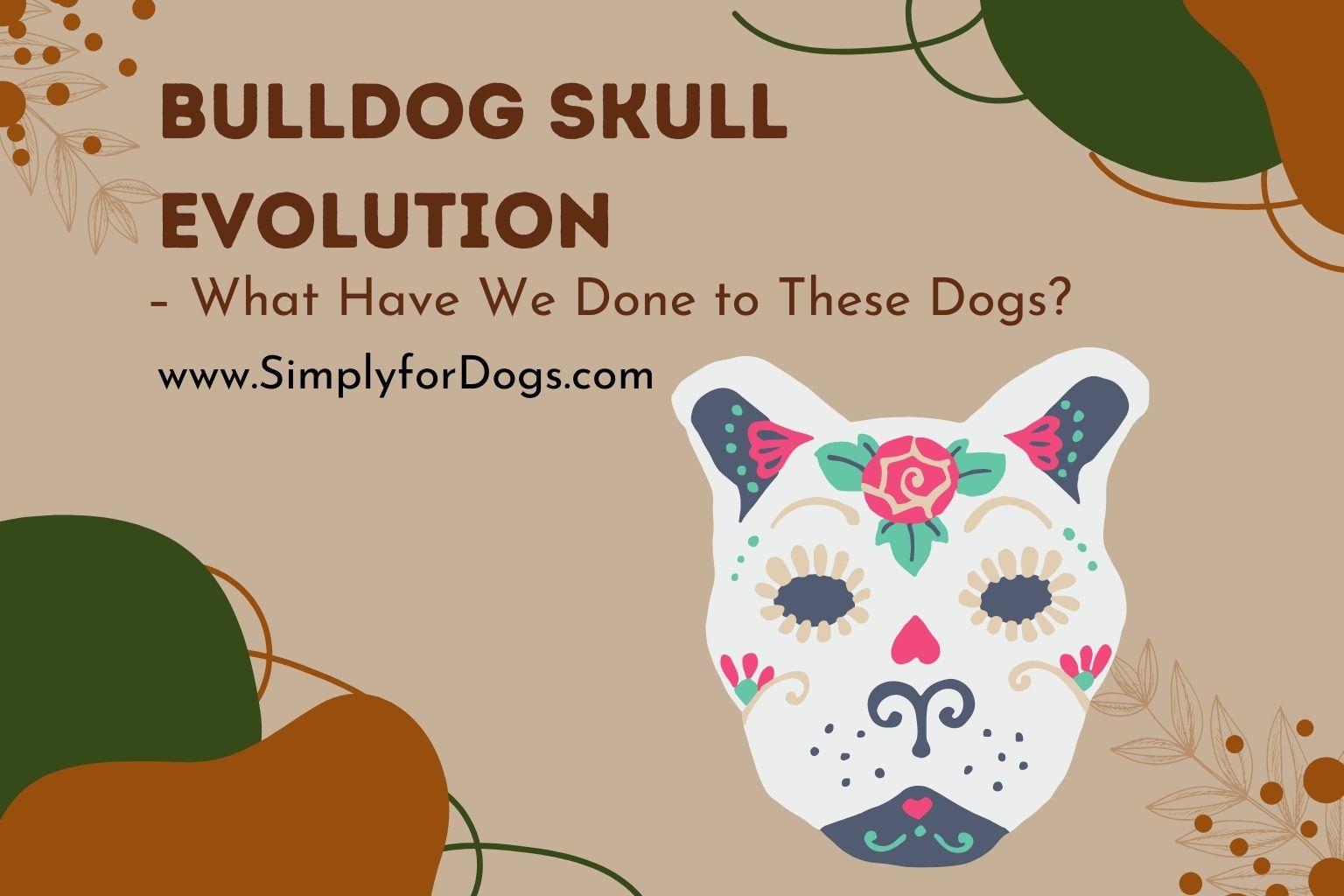 Bulldog Skull Evolution