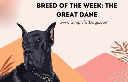 Breed of the Week_ The Great Dane