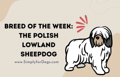 Breed of the Week_ The Polish Lowland Sheepdog