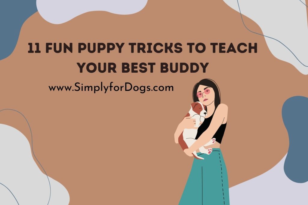 Fun Puppy Tricks to Teach Your Best Buddy (Detailed Information