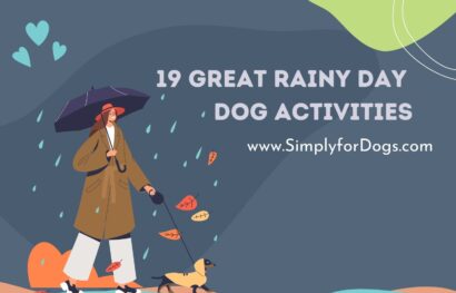 19 Great Rainy Day Dog Activities