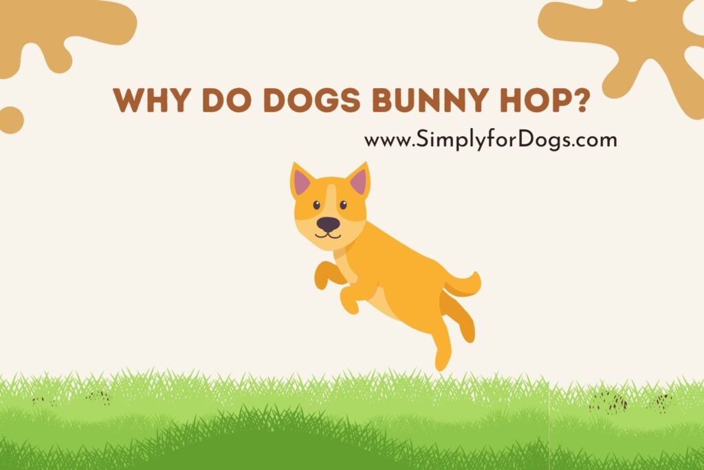 Why Do Dogs Bunny Hop? (Truth Revealed) Simply For Dogs
