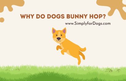 Why Do Dogs Bunny Hop_