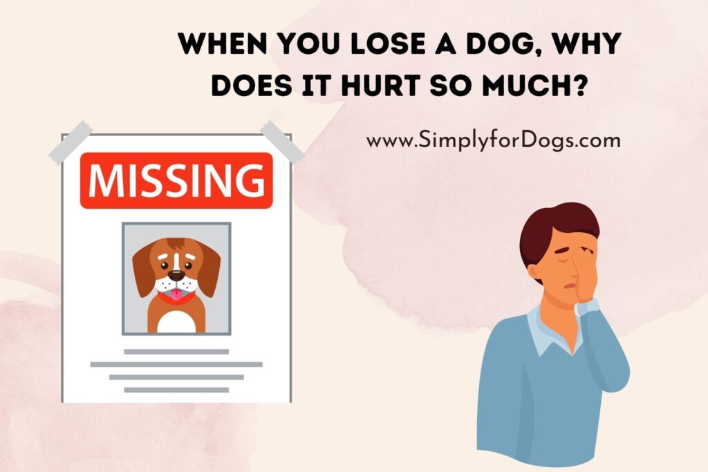 When You Lose a Dog, Why Does It Hurt So Much? (Here is A Support