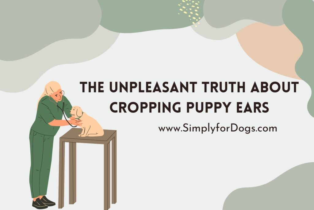 The Unpleasant Truth About Cropping Puppy Ears (Truth Disclosed) Simply For Dogs