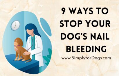 9 Ways to Stop Your Dog’s Nail Bleeding