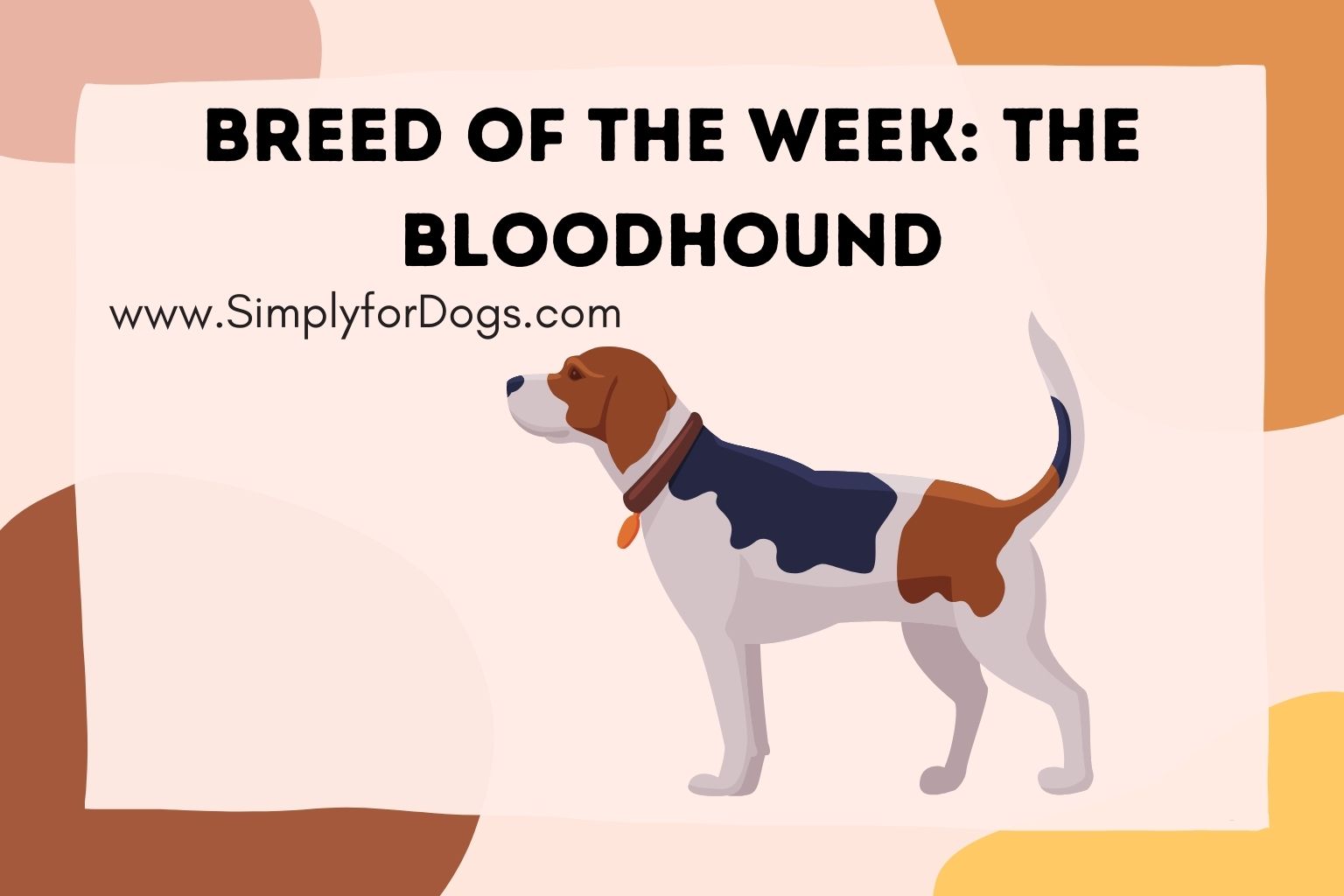 Breed of the Week_ The Bloodhound