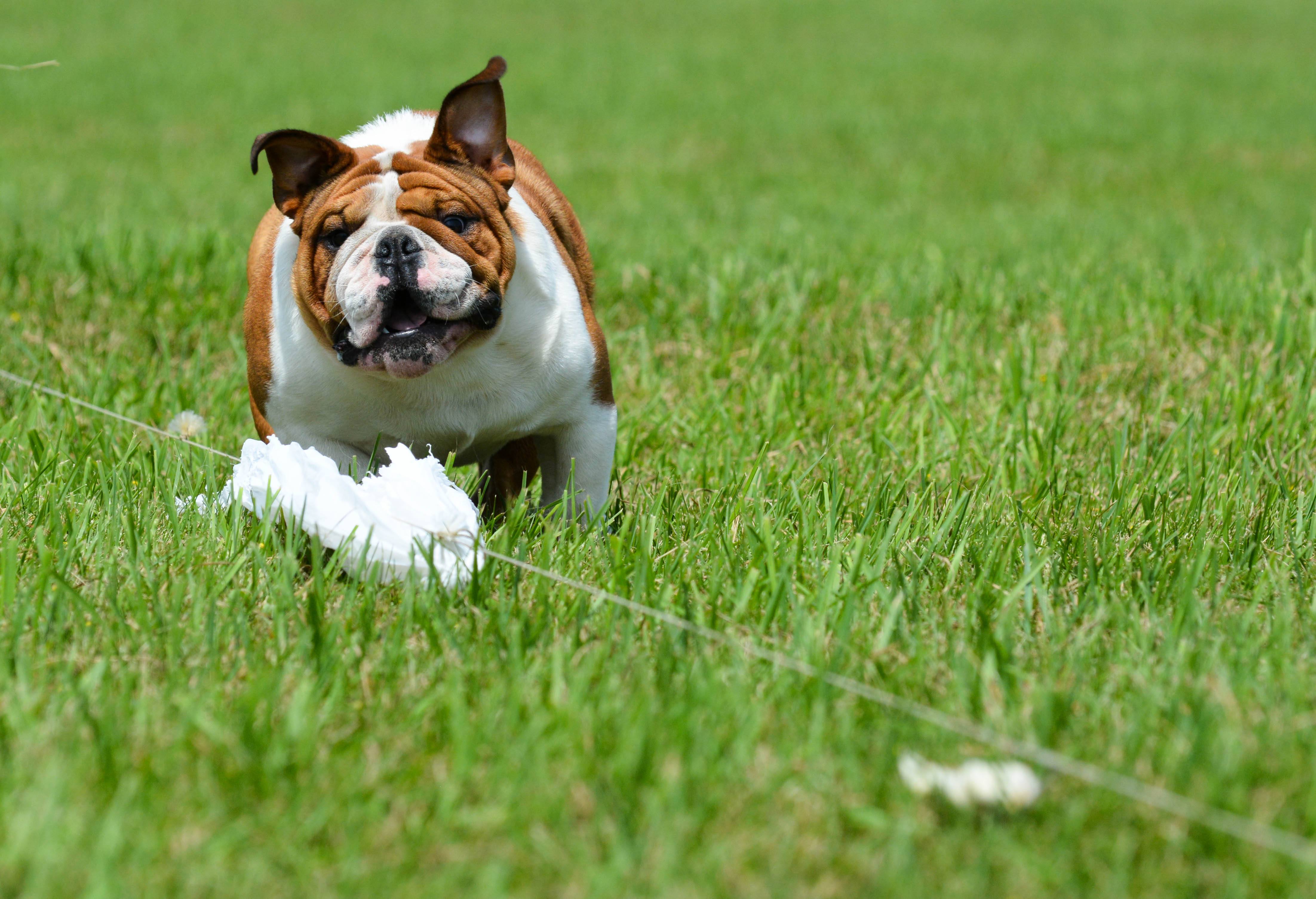 Lure Coursing Training Archives Simply For Dogs