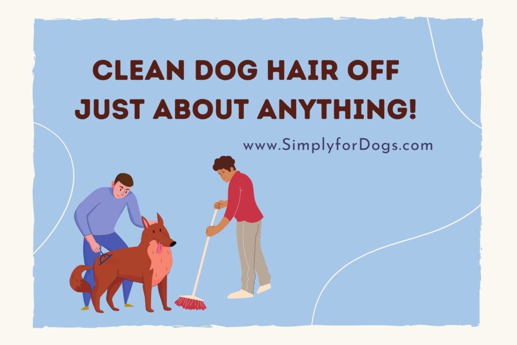 Learn the Best Way to Clean Dog Hair Off Just About Anything! (Easy