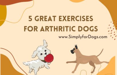 5 Great Exercises for Arthritic Dogs