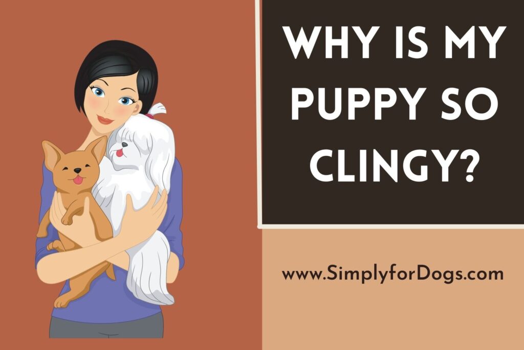 Why Is My Puppy So Clingy? (Good or Bad?) Simply For Dogs