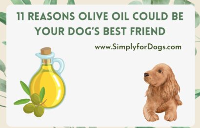 11 Reasons Olive Oil Could Be Your Dog’s Best Friend