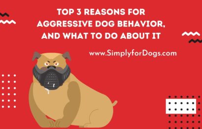 Top 3 Reasons for Aggressive Dog Behavior, and What to Do About It