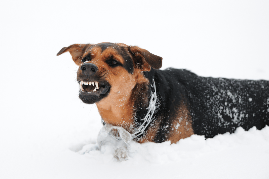 Top 3 Reasons for Aggressive Dog Behavior, and What to Do About It