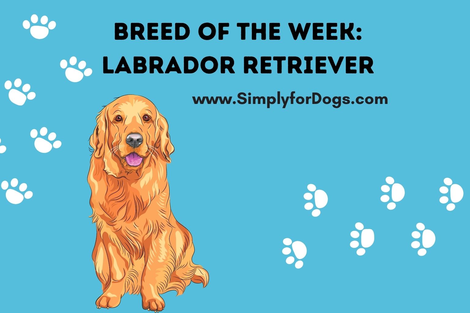 Breed of the Week Labrador Retriever (How to Care & Pet) Simply For Dogs