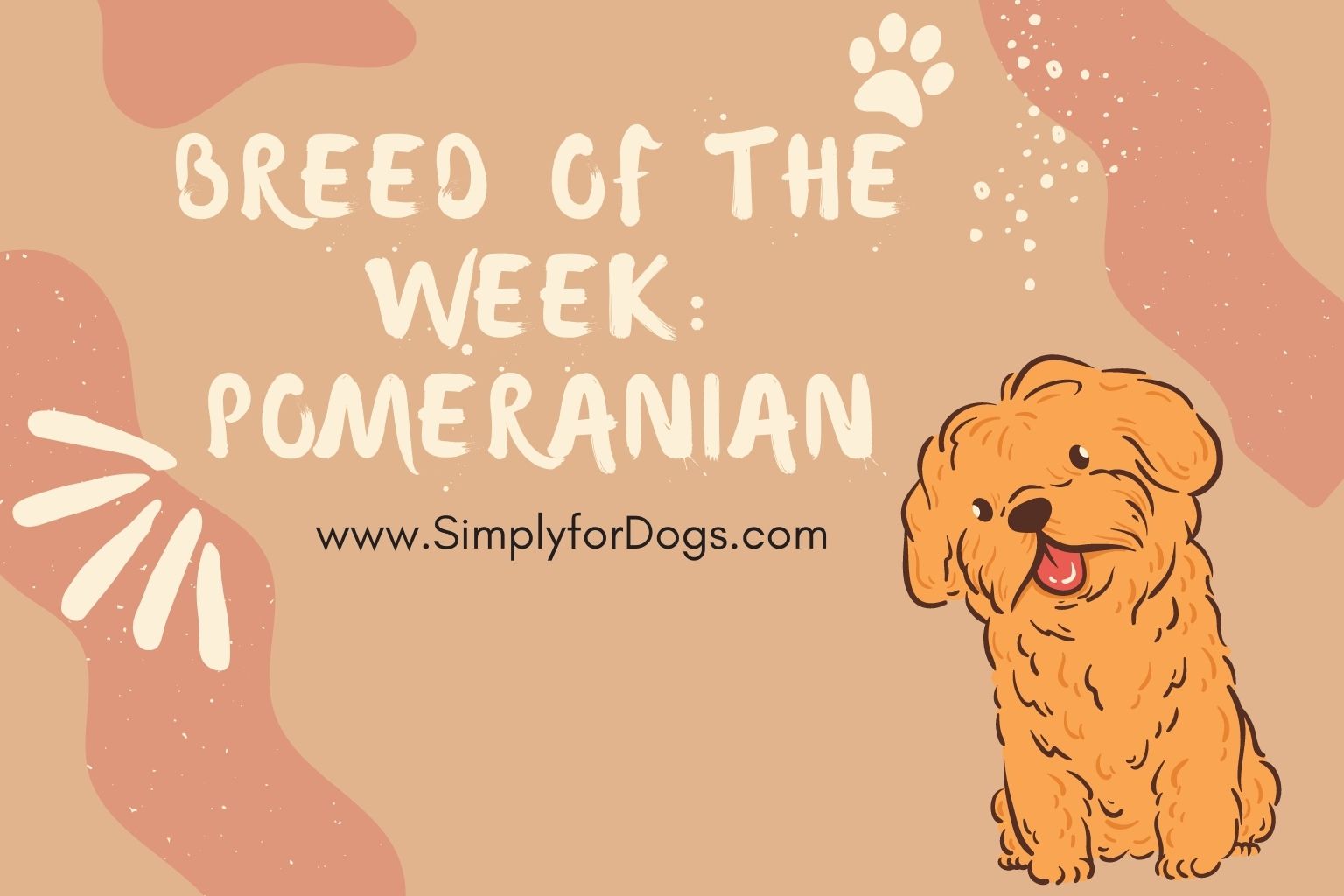 Breed of the Week_ Pomeranian