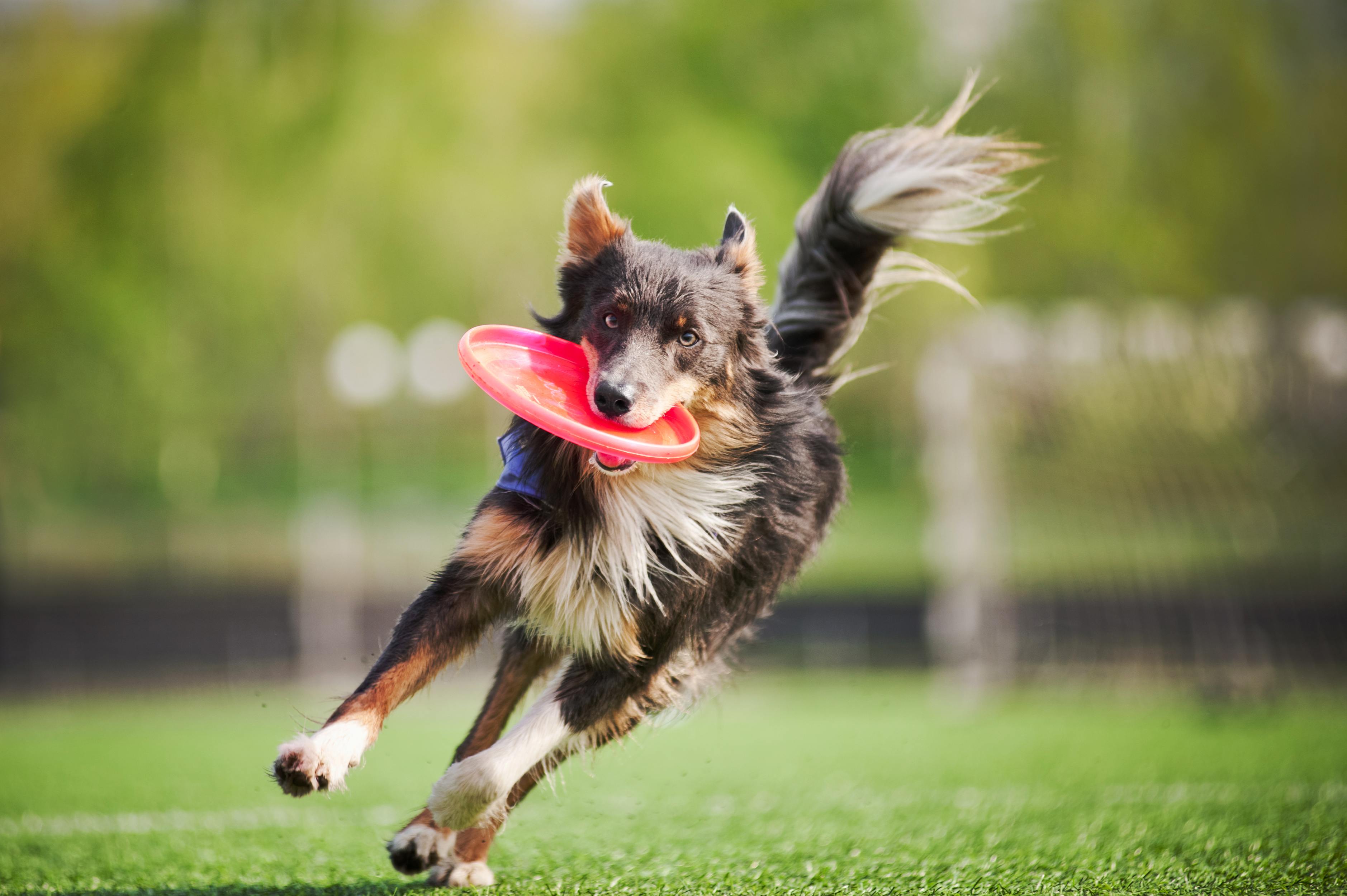 9 New Dog Tricks To Teach Your Dog Simply For Dogs