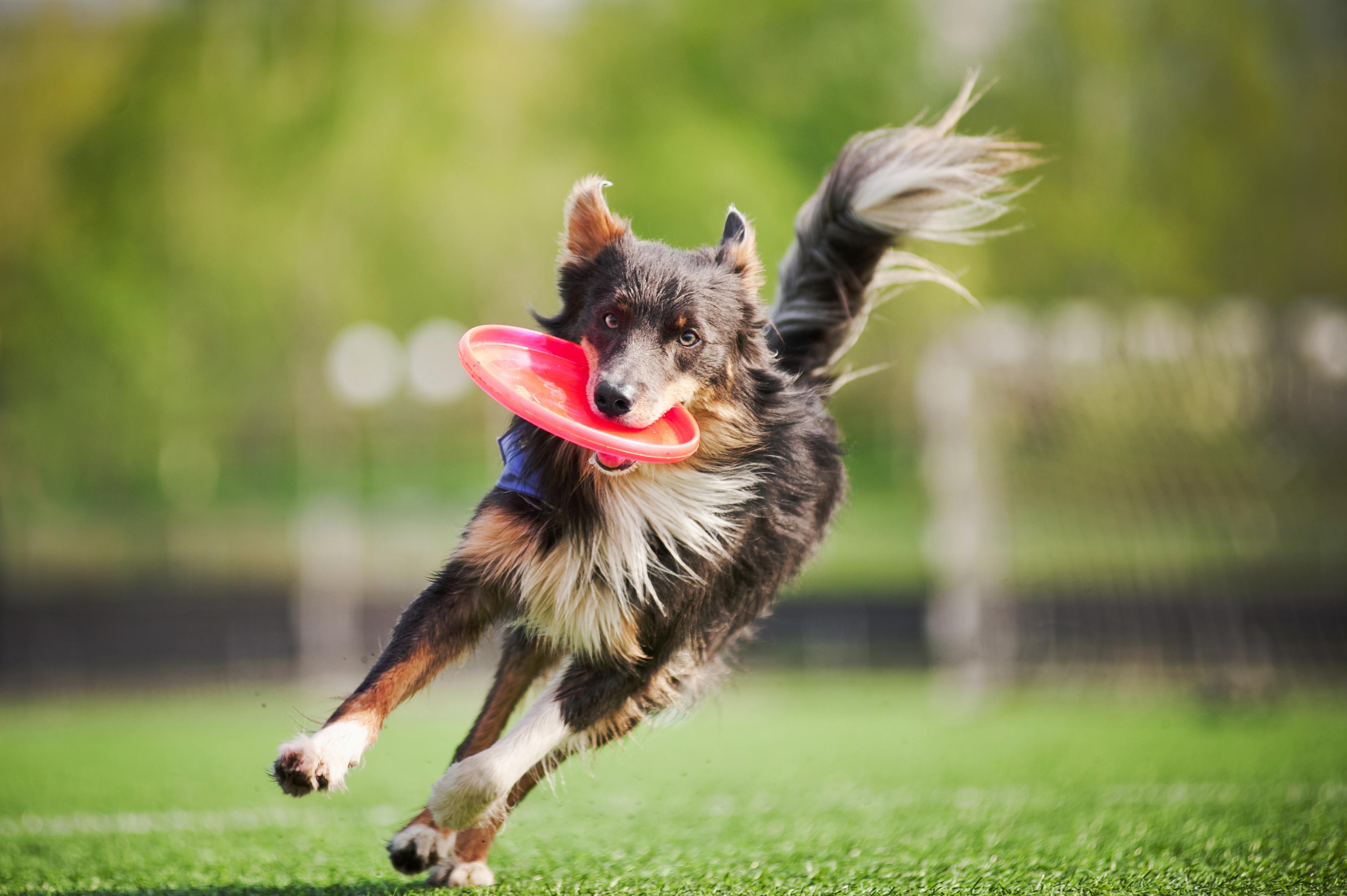 9 New Dog Tricks to Teach Your Dog - Simply For Dogs