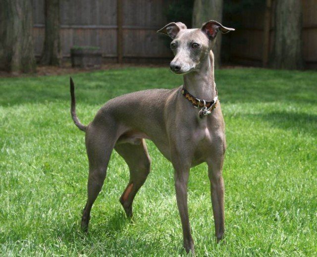 3. Italian Greyhounds Simply For Dogs