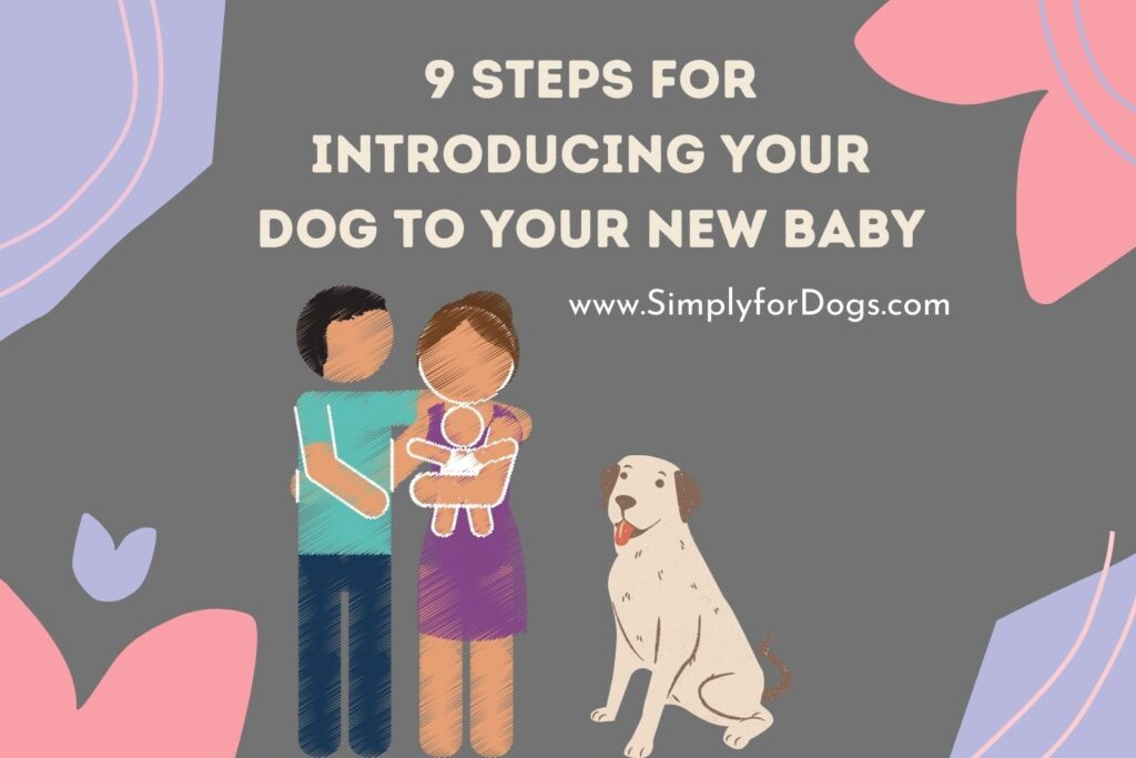 9 Steps for Introducing Your Dog to Your New Baby (You Must Know) Simply For Dogs