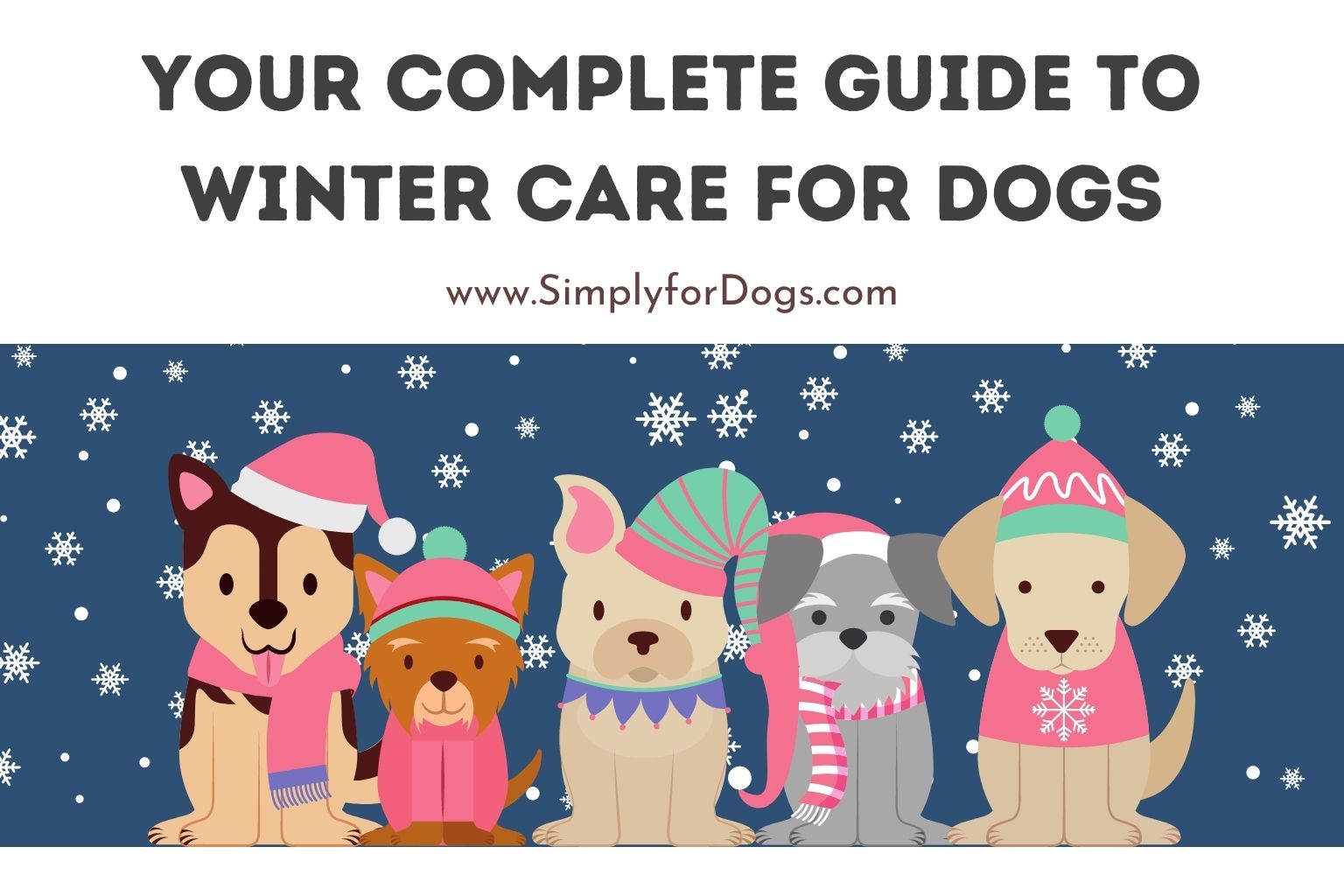 Your Complete Guide to Winter Care for Dogs