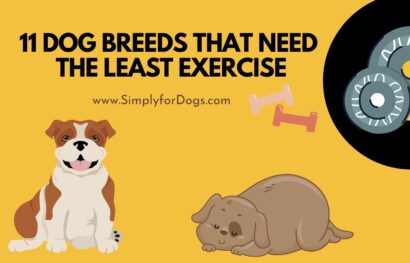 11 Dog Breeds That Need the Least Exercise