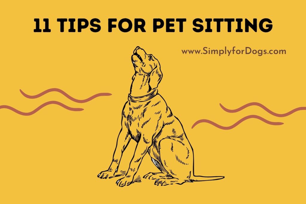 Tips For Pet Sitting Services Know Before Approach Simply For Dogs