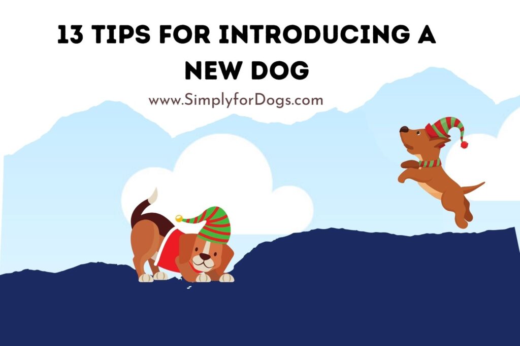 13-tips-for-introducing-a-new-dog-effective-everlasting-simply