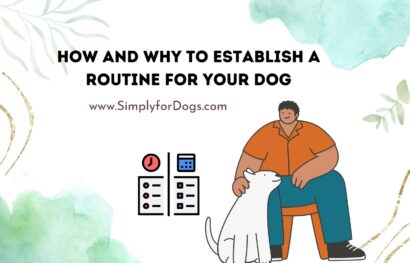 How and Why to Establish a Routine for Your Dog