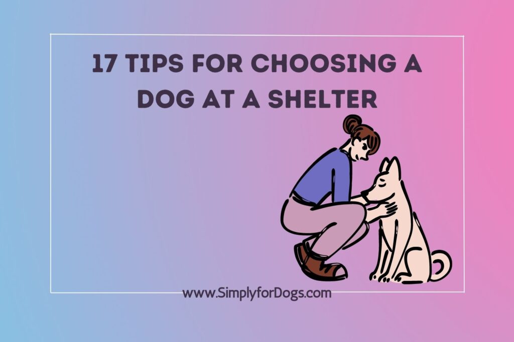 Tips For Choosing A Dog At A Shelter (Things to Notice) Simply For Dogs