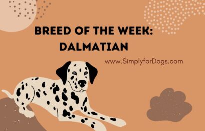 Breed of the Week_ Dalmatian