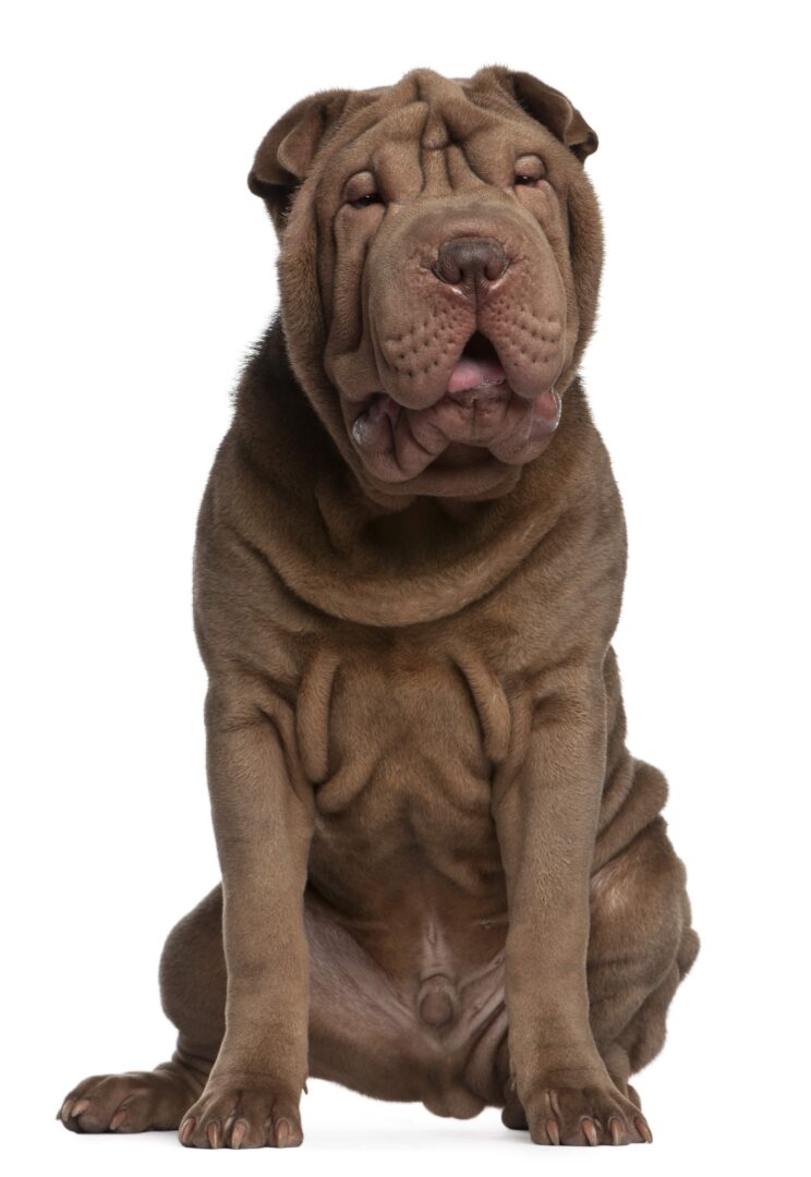 Shar Pei