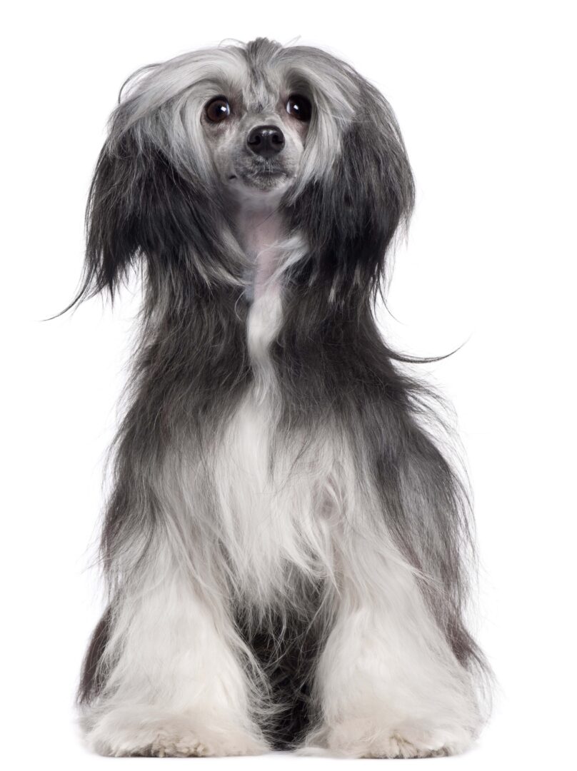 Китайская пуховая собака фото щенки