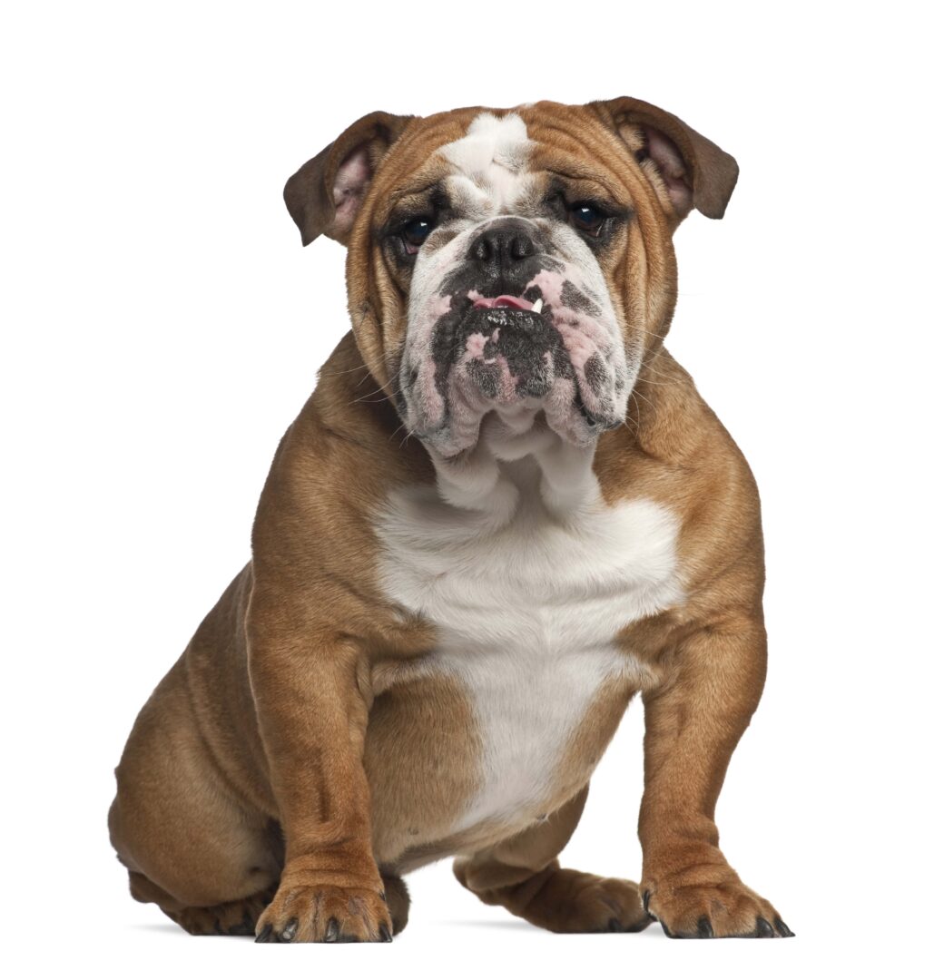 English Bulldog