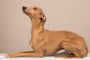 Italian Greyhounds