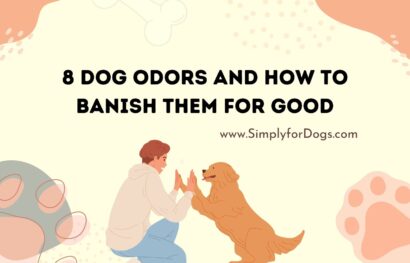 8 Dog Odors and How to Banish Them for Good