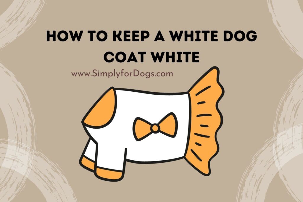 How to Keep a White Dog Coat White (Permanent Solution) Simply For Dogs