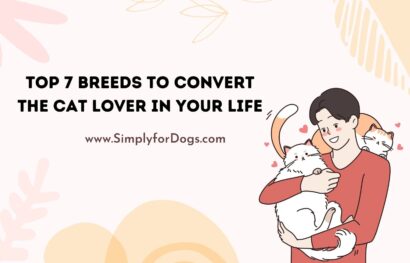 Top 7 Breeds to Convert the Cat Lover in Your Life