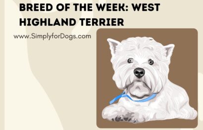 Breed of the Week_ West Highland Terrier