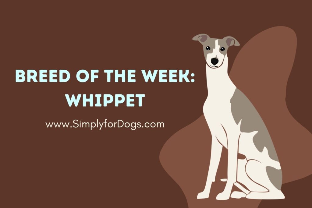Breed of the Week Whippet (Treats, Traits & More) Simply For Dogs