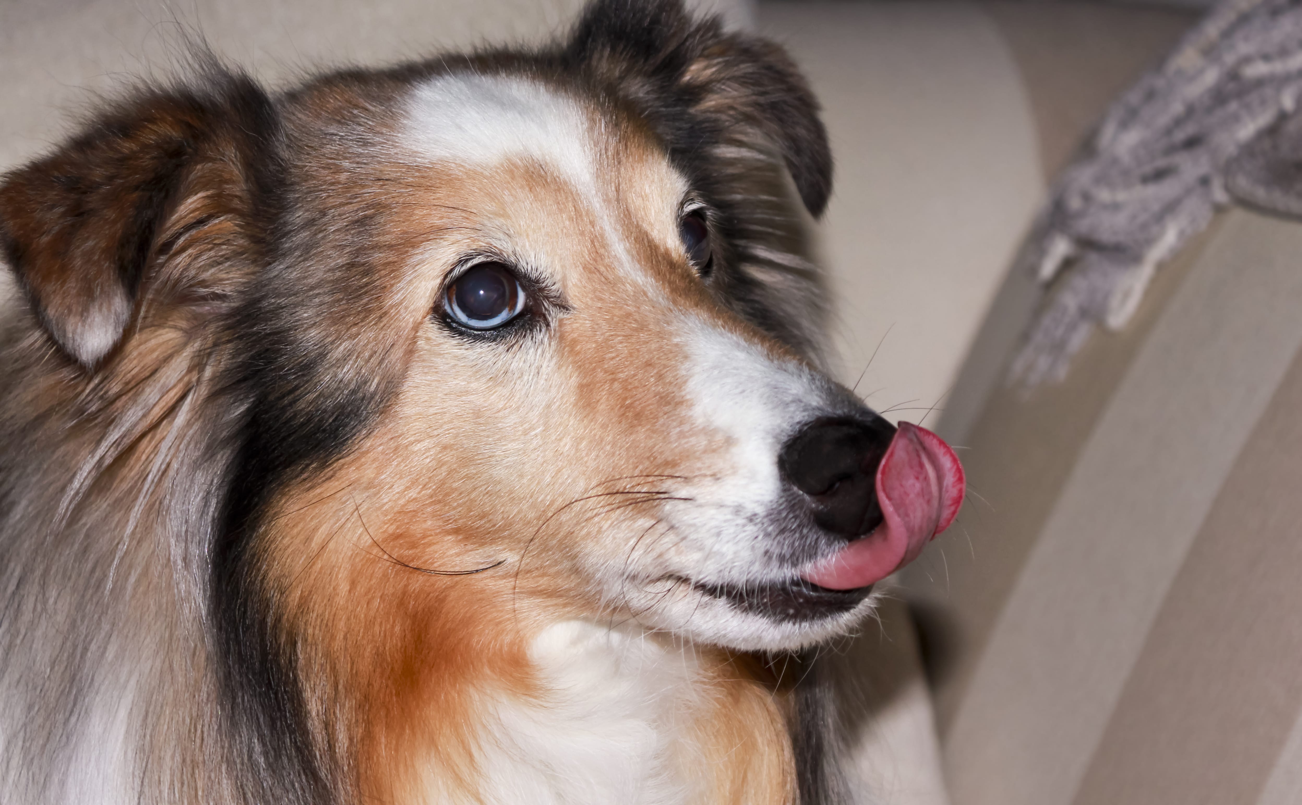 7 Fun Facts About Dog Noses - Simply For Dogs