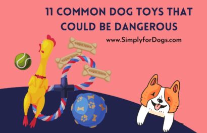 11 Common Dog Toys That Could Be Dangerous