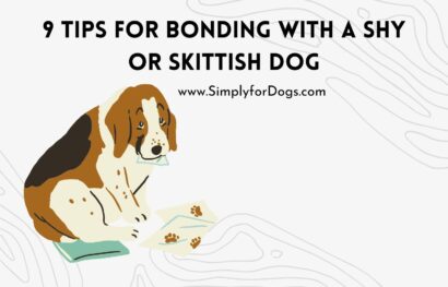 9 Tips for Bonding With a Shy or Skittish Dog