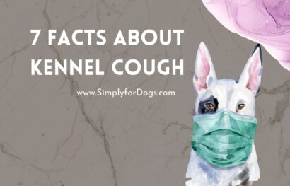 7 Facts About Kennel Cough