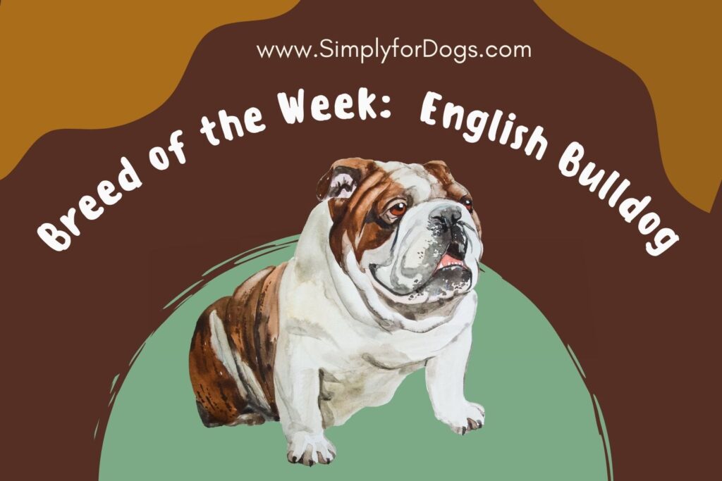 Breed of the Week English Bulldog (Diet and Pet Tips) Simply For Dogs