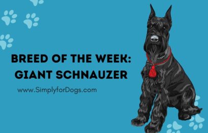 Breed of the Week_ Giant Schnauzer