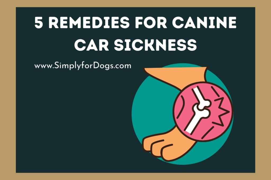 5-remedies-for-canine-car-sickness-what-to-do-simply-for-dogs