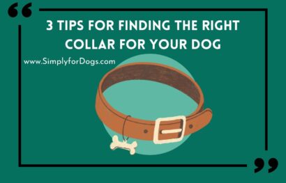 3 Tips for Finding the Right Collar for Your Dog