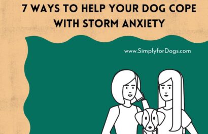 7 Ways to Help Your Dog Cope with Storm Anxiety