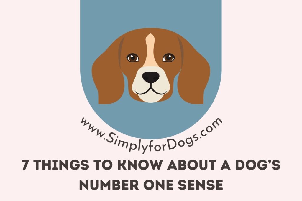 dogs-noses-senses-you-didn-t-know-this-before-simply-for-dogs